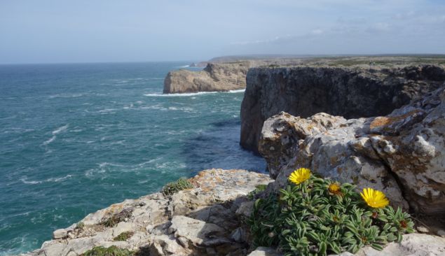 flore rota vicentina