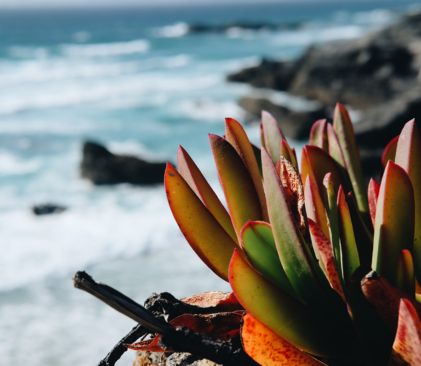 flore rota vicentina