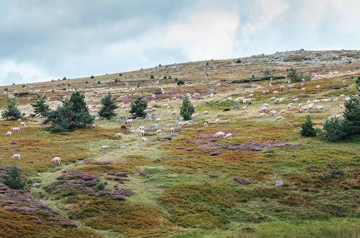 Au printemps, les brebis profitent des bruyères sur le Mont Lozère