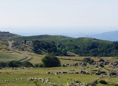 Douceurs du Mont-Lozère