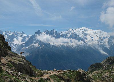 Bouquetin face au massif du Mont Blanc