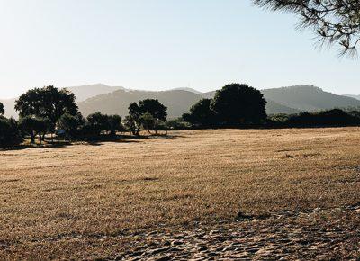 Champ dans l'Alentejo