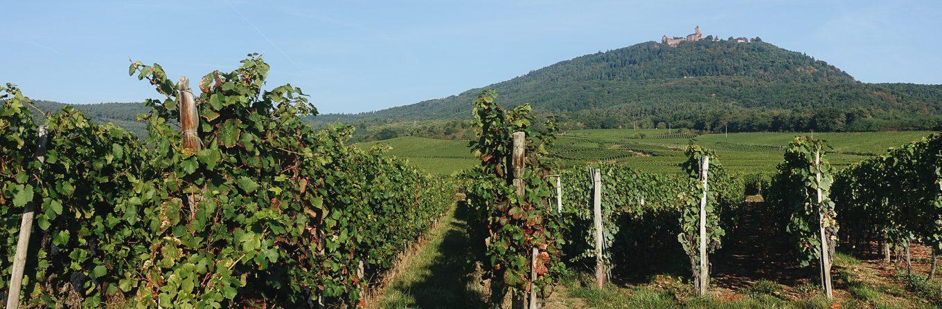 Voyage à pied : Villages et vignobles d\'Alsace - 4 jours