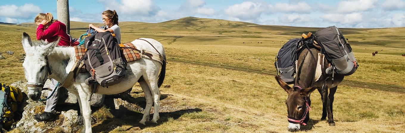 Voyage à pied : Sur le volcan du Cantal avec un âne