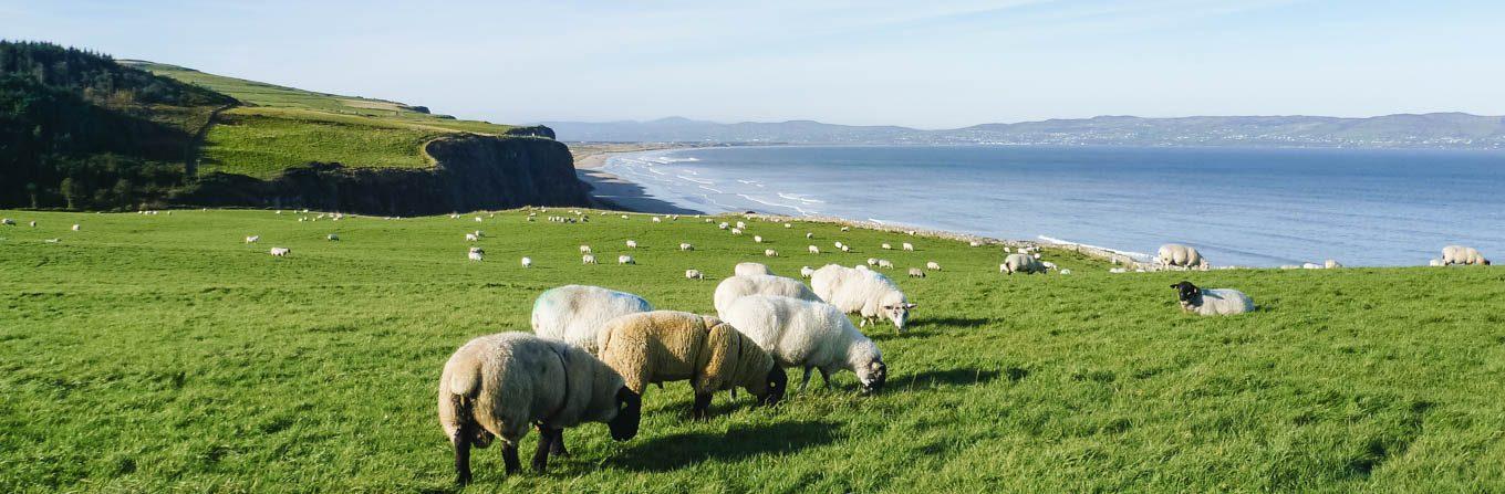 Trek - Irlande : Du Connemara à la Chaussée des Géants