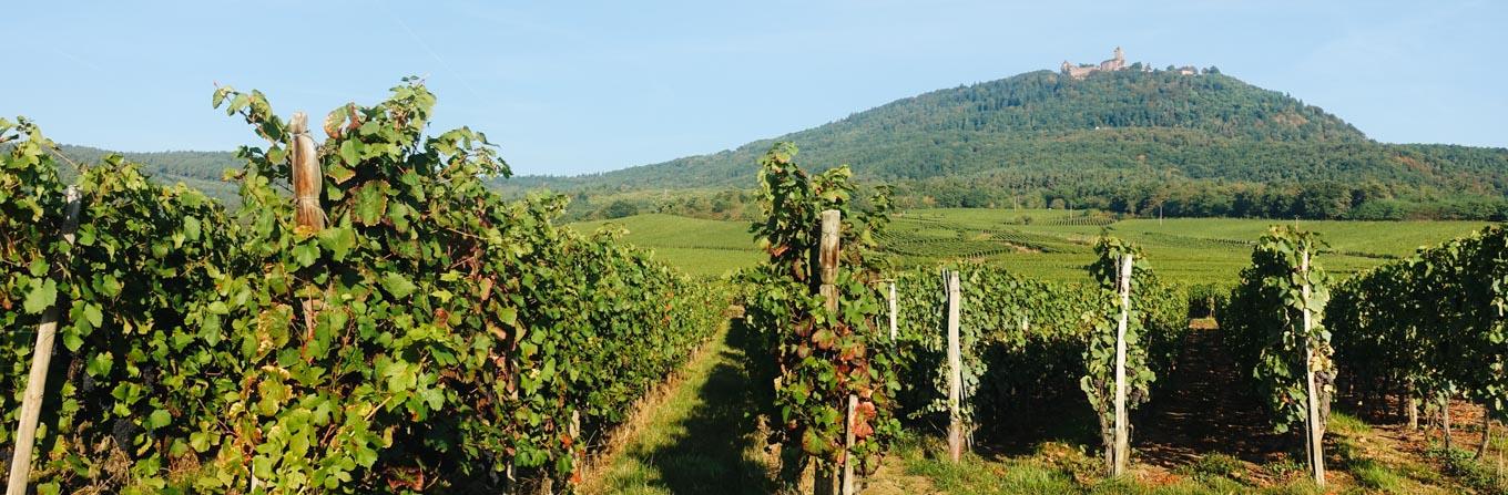 Voyage en Arctique - France : Marche nordique en Alsace