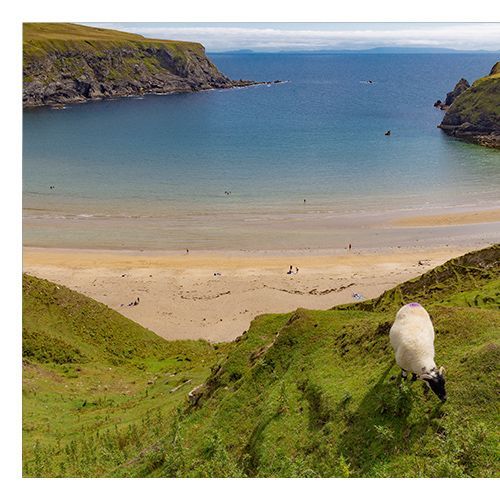 Plage du Donegal et mouton irlandais - BKerry Plage du Donegal et mouton irlandais - BKerry