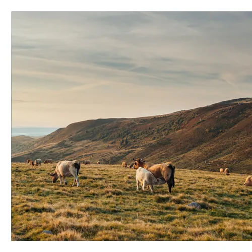 Vaches sur le plateau de l'Aubrac - Adobestock