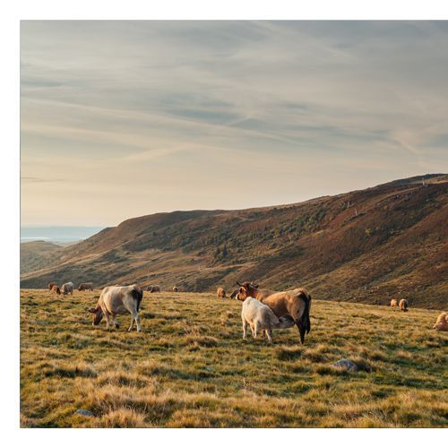Vaches sur le plateau de l'Aubrac - Adobestock Vaches sur le plateau de l'Aubrac - Adobestock