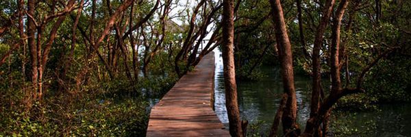 Mangrove en Indonésie Unsplash Mangrove en Indonésie Unsplash