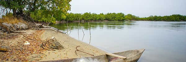Mangrove et embarcation au Sénégal - Unsplash Mangrove et embarcation au Sénégal - Unsplash