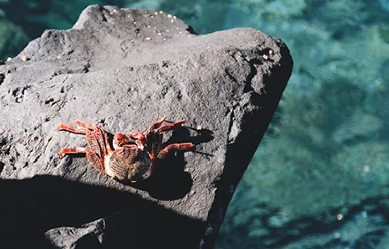 crabe-lanzarote-graciosa-famille-unsplashmichaelh