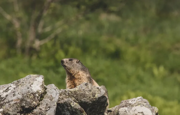 marmotte