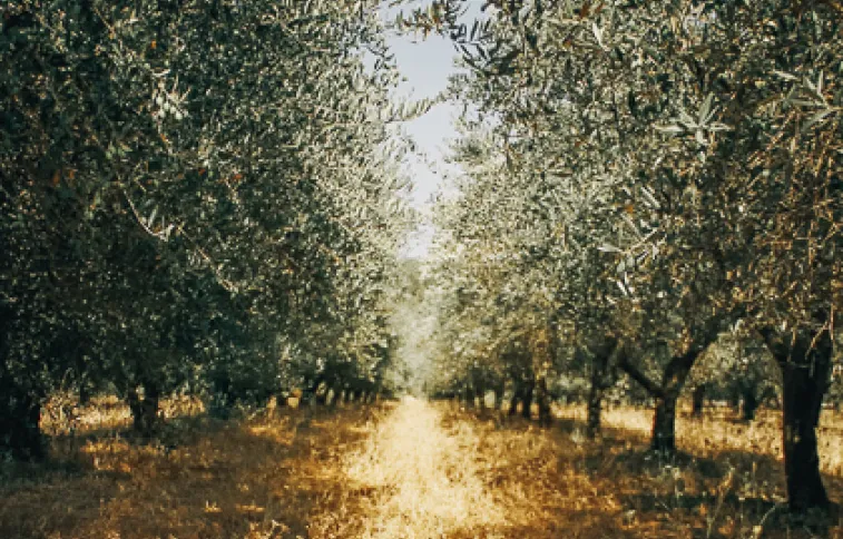 oliviers-cannes-provence-unsplash-liubov-ilchuk