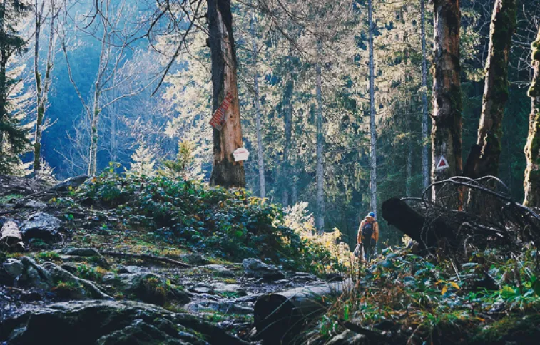 randonnee-foret-sauvage-unsplash-podustricat