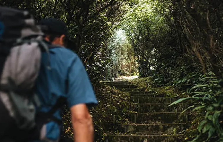 sark-rando-foret-tvattard