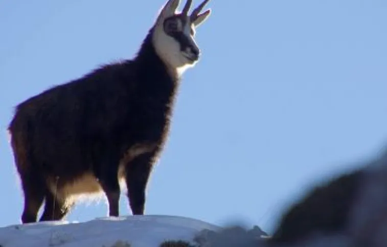 chamois-montagne