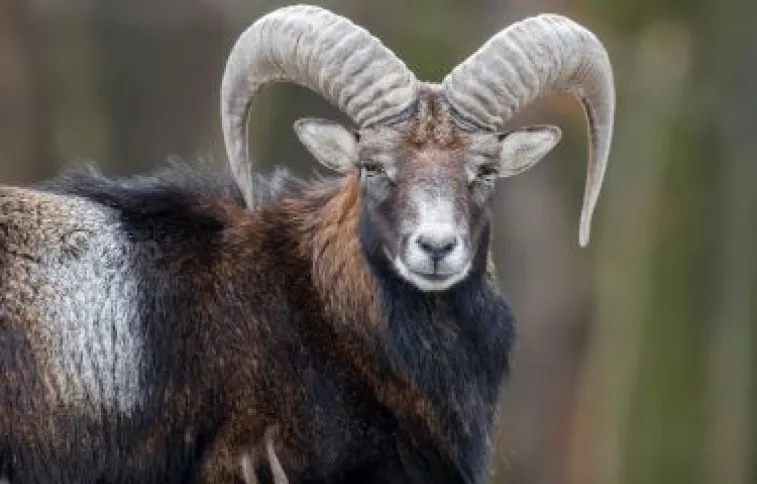 mouflon-montagne