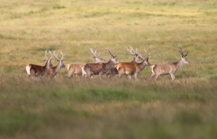 cerfs-highlands-ecosse