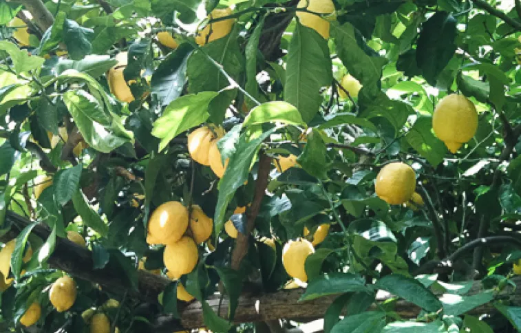 citrons-amalfi