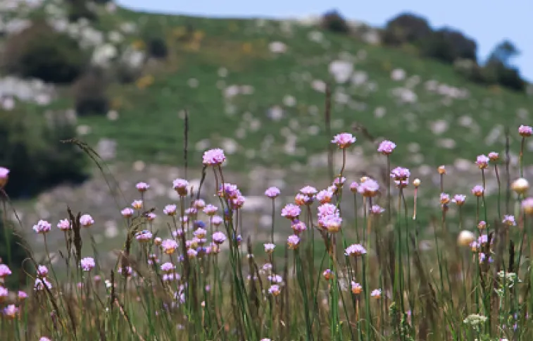 fleurs-cevennes-lozere
