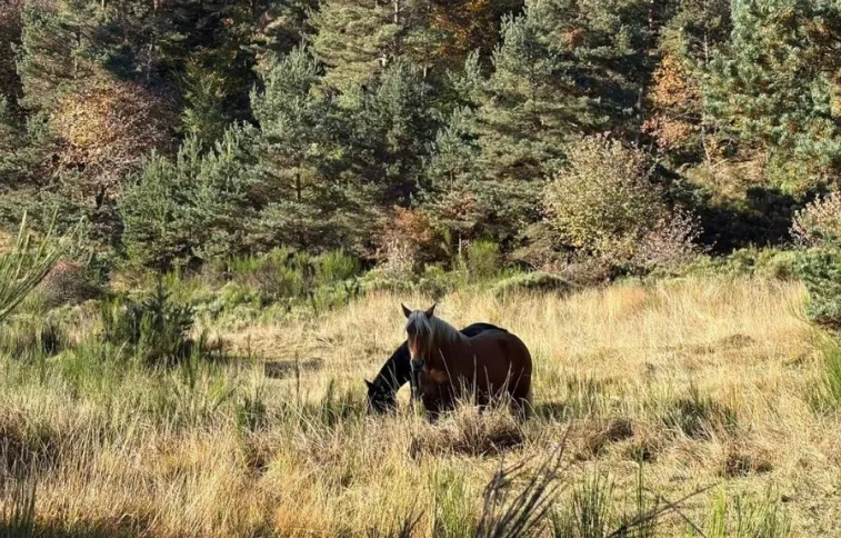 mbellanger stevenson-chemin