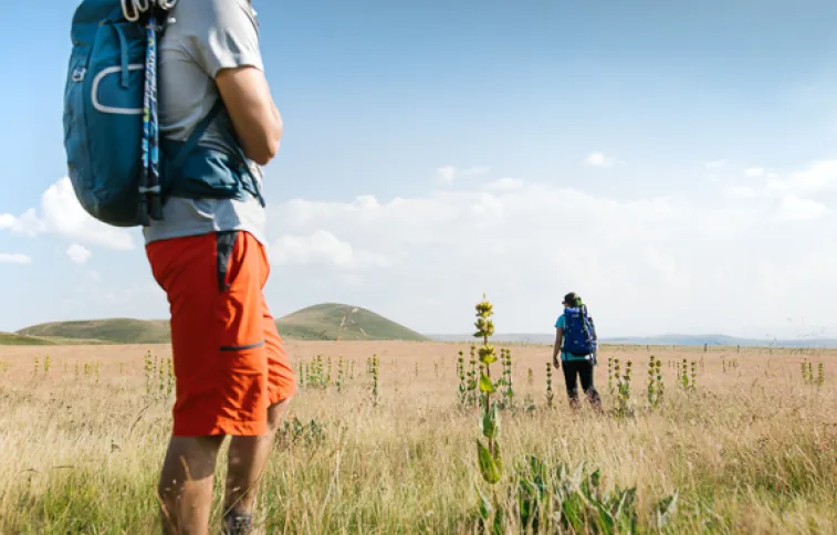 gentianes-jaune-sancy
