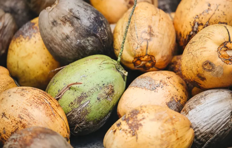 guadeloupe-noix-coco