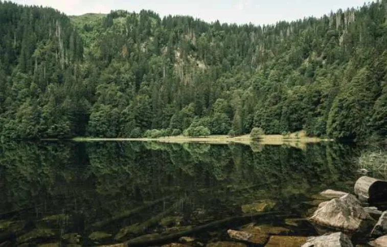 lac_en_bordure_de_la_foret_noire