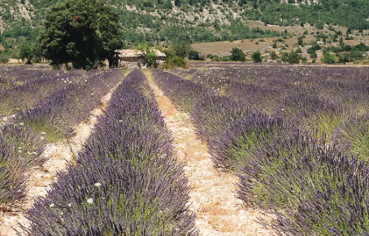 luberon-provence-psaintjean.jpg