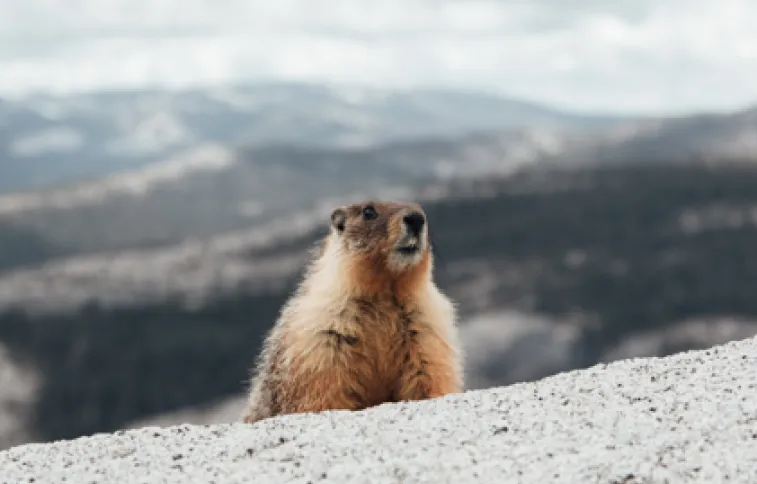 marmotte-unsplash