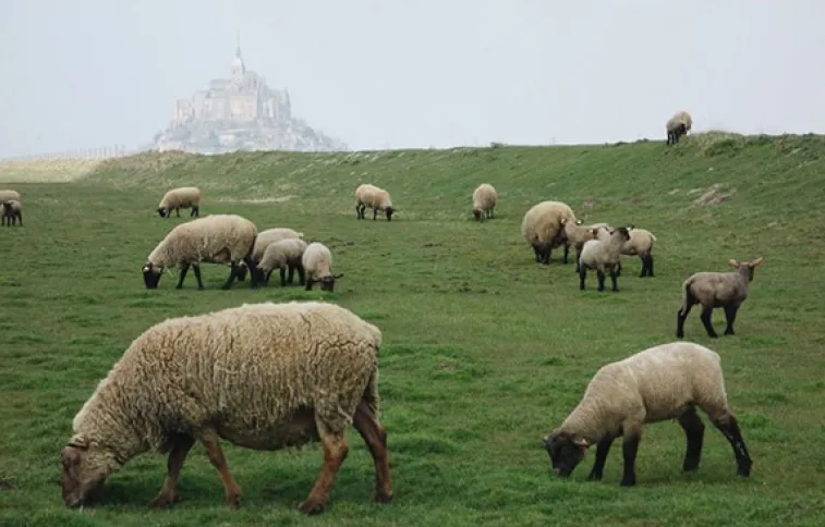 mouton-mont-saint-michel-dpradon.jpg