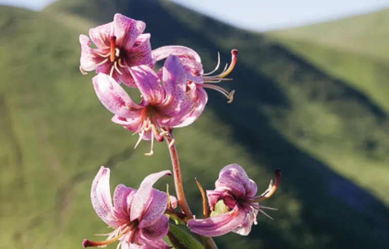 orchidee-sancy