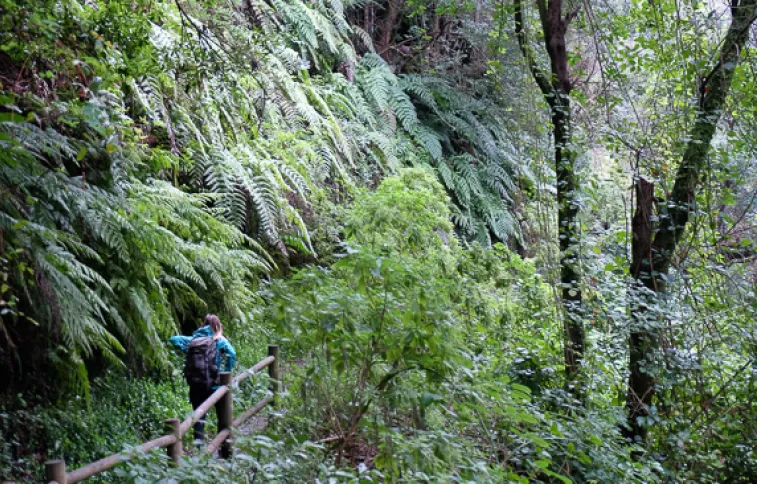 randonneuse-foret-la-palma
