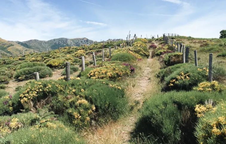 sentier-stevenson-mont-lozere