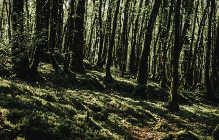 sud-ouest-perigord-noir