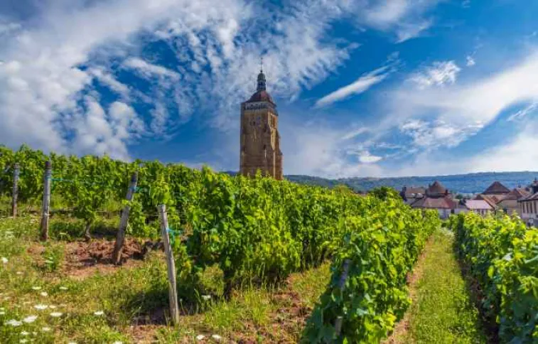 Eglise d'Arbois au milieu des vignes, Jura