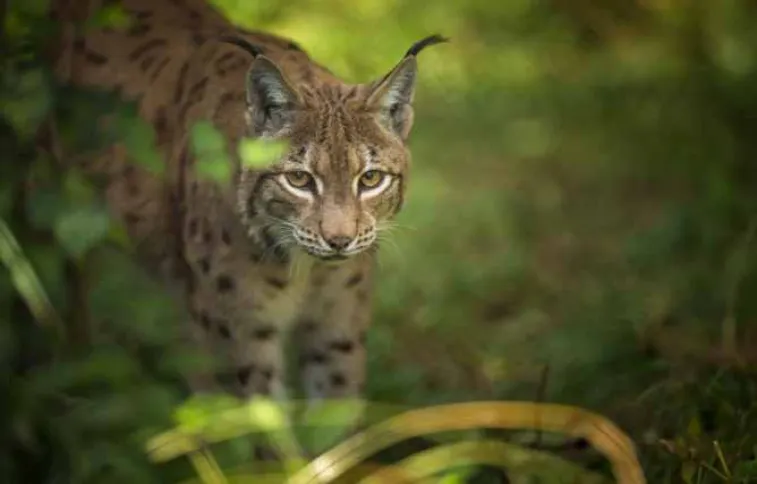 Lynx
