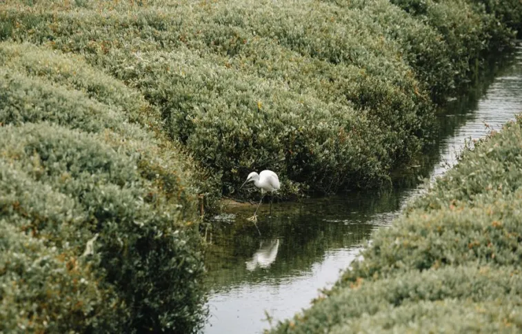 grande-aigrette-ile-grande