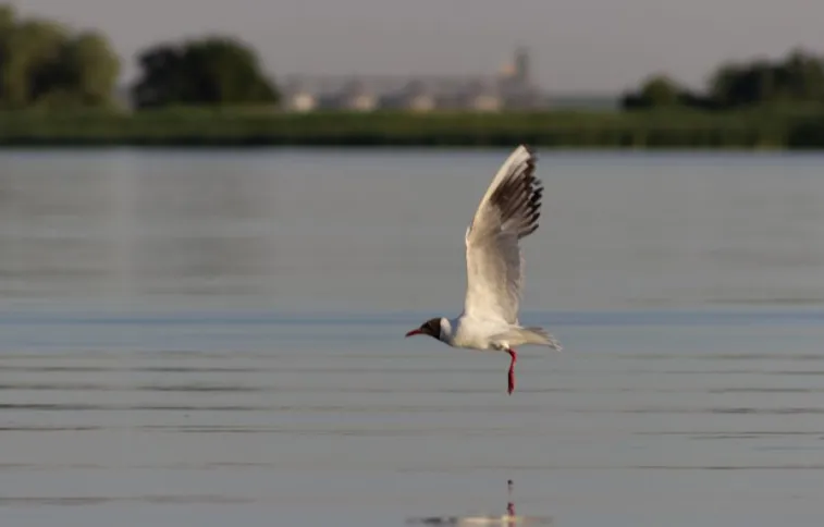 mouette-rieuse-ile-grande