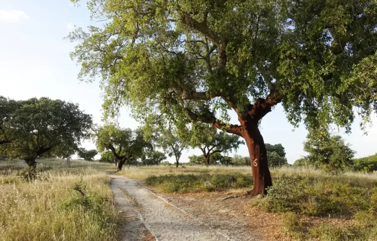 Alentejo, rota vicentina, portugal