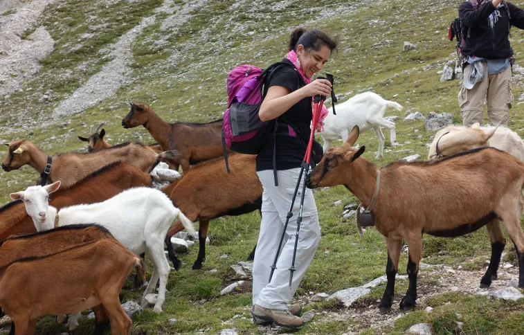 chèvres val popena, dolomites, italie