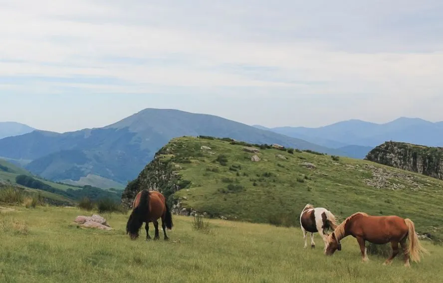 chevaux haut plateau traversee pyrenees