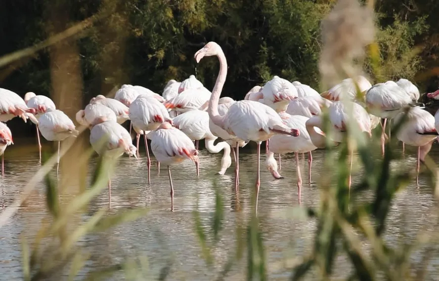 Flamands roses de Camargue