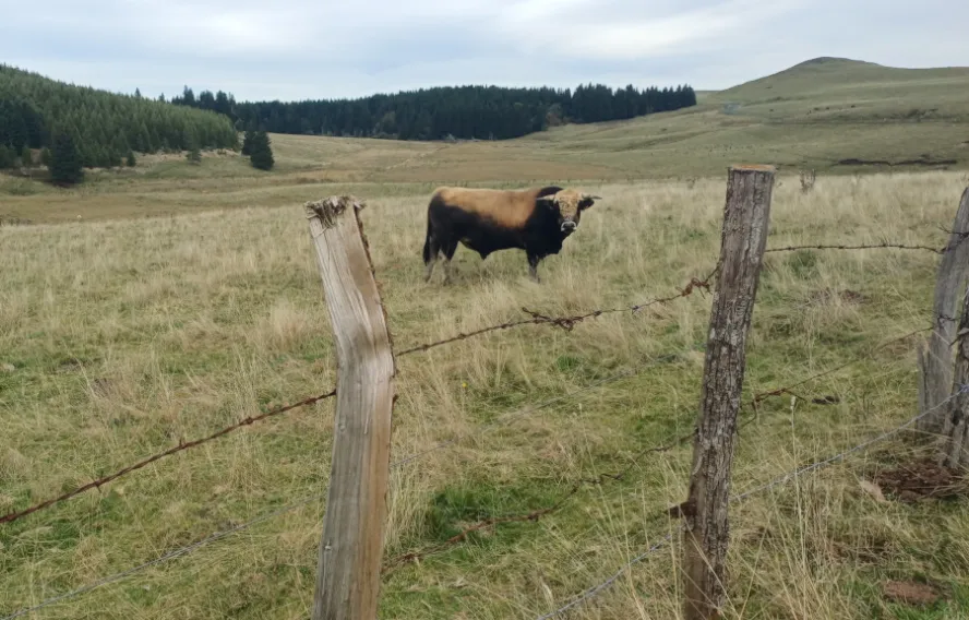 Estives du Cézallier