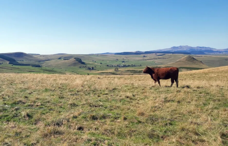 Les vaches rouges du Cézallier