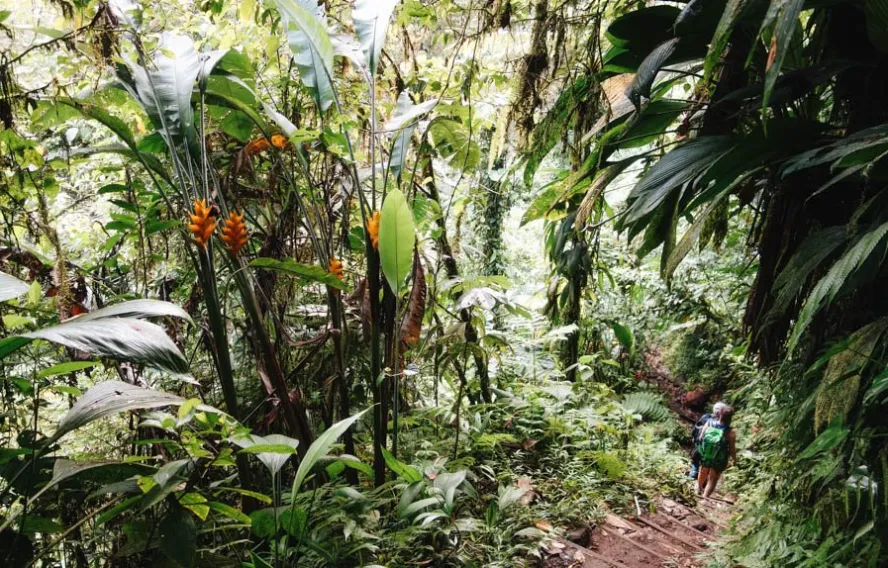 Forêt primaire de Guadeloupe