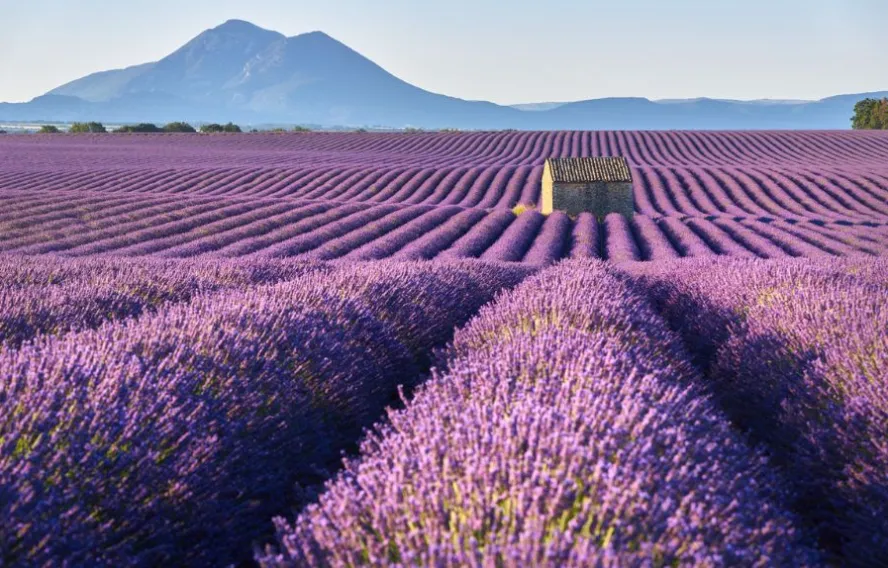 champ-lavande-provence