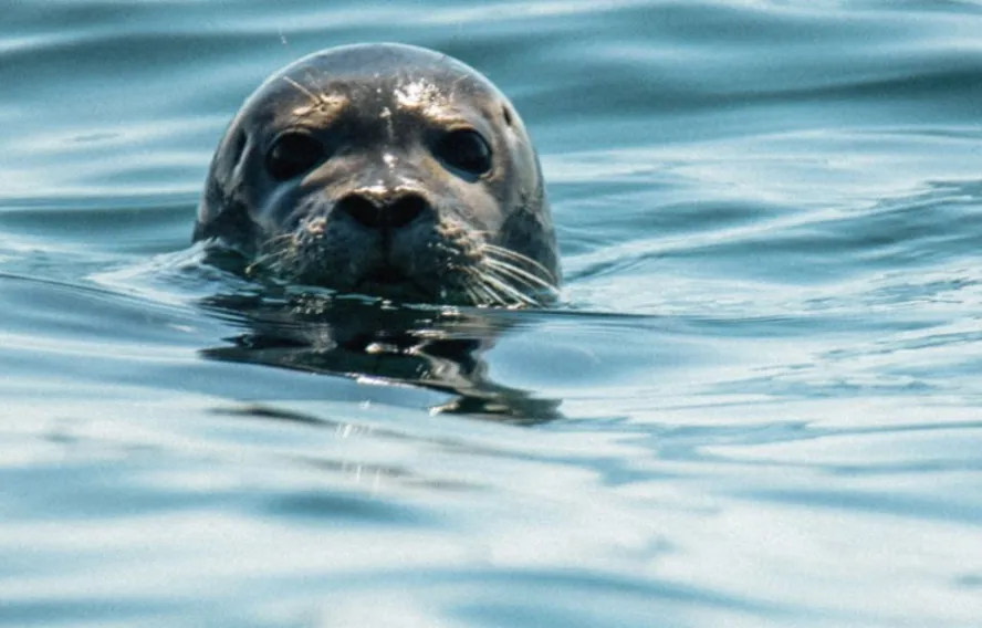 normandie-picardie-phoque