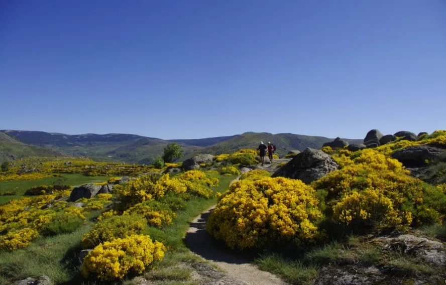 stevenson-mont-lozere